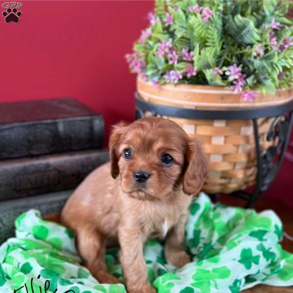 Ellie, Cavalier King Charles Spaniel Puppy