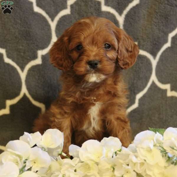 Archie, Cavapoo Puppy