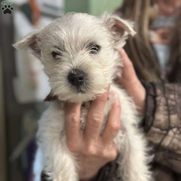 Rosie, West Highland Terrier Puppy