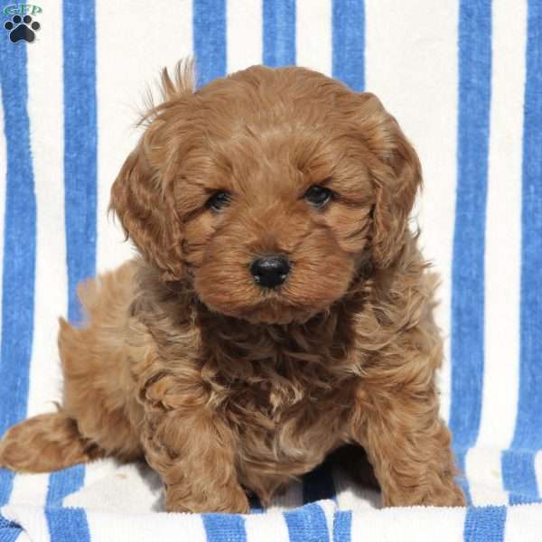Ted, Cavapoo Puppy