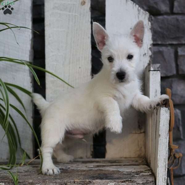 Chip, West Highland Terrier Puppy