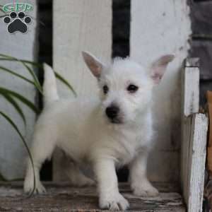 Chip, West Highland Terrier Puppy