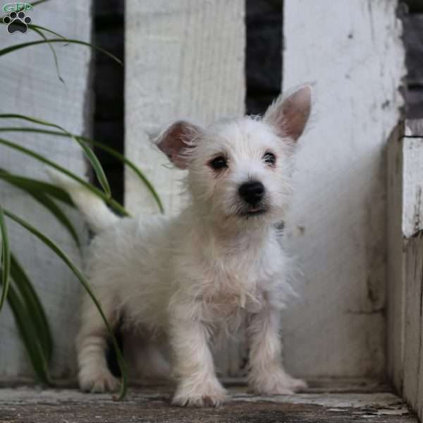 Chase, West Highland Terrier Puppy