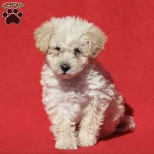Charlie, Miniature Poodle Mix Puppy
