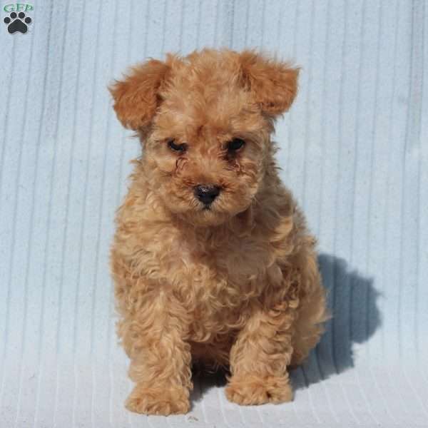 Coby, Miniature Poodle Mix Puppy