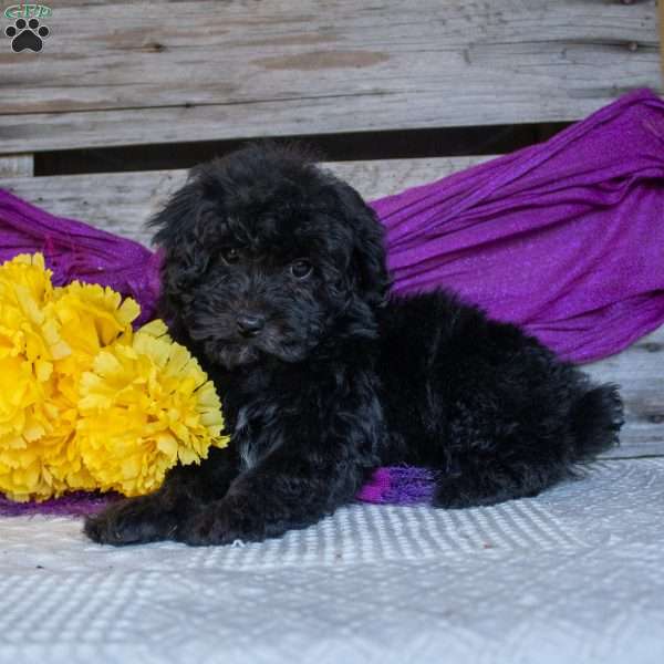 Ella, Miniature Poodle Puppy