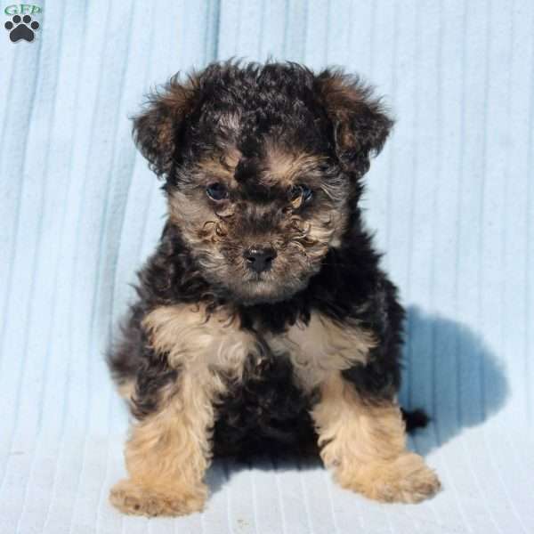 Cooper, Miniature Poodle Mix Puppy