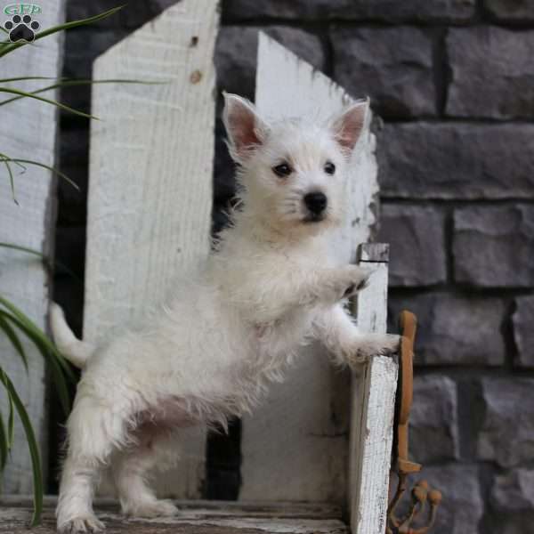 Chloe, West Highland Terrier Puppy