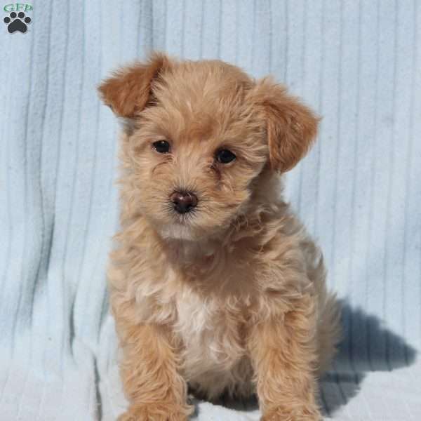 Cleo, Miniature Poodle Mix Puppy