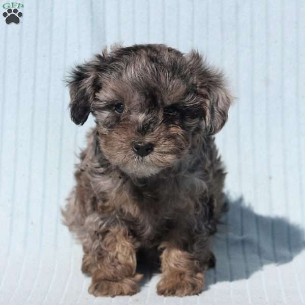 Camila, Miniature Poodle Mix Puppy