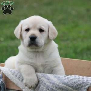 Greenfield lab hot sale puppies