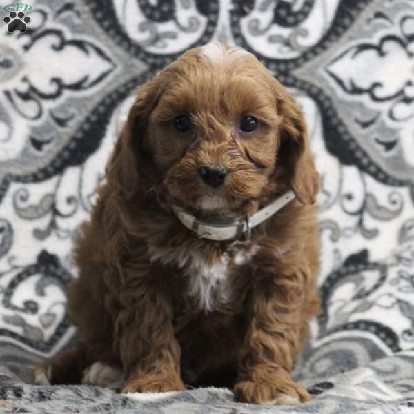 Leslie, Cavapoo Puppy