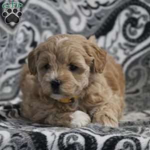 Carmen, Mini Goldendoodle Puppy