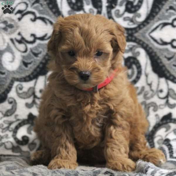 Cathy, Mini Goldendoodle Puppy