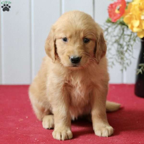 Emily, Golden Retriever Puppy
