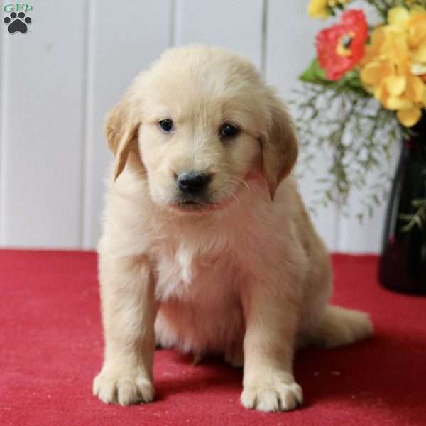 Edmund, Golden Retriever Puppy