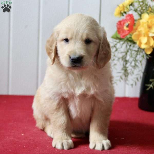 Edgar, Golden Retriever Puppy