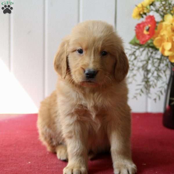 Eddie, Golden Retriever Puppy