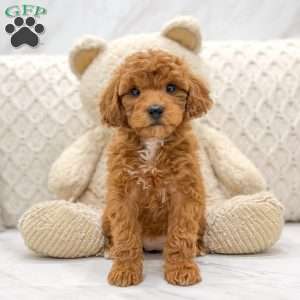 Miniature poodle shop breeders near me