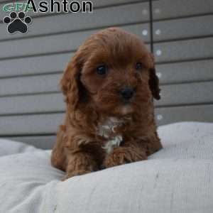 Ashton, Cavapoo Puppy