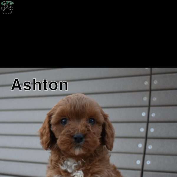 Ashton, Cavapoo Puppy