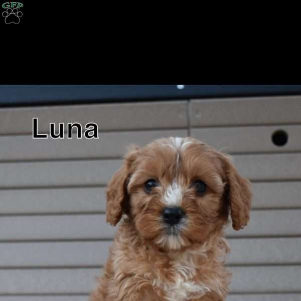 Luna, Cavapoo Puppy
