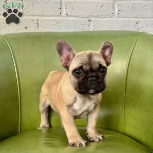 Molly, French Bulldog Puppy