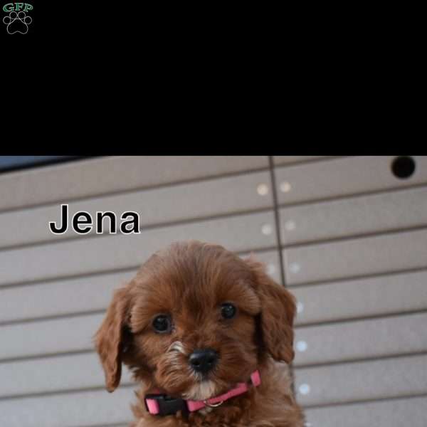 Jena, Cavapoo Puppy