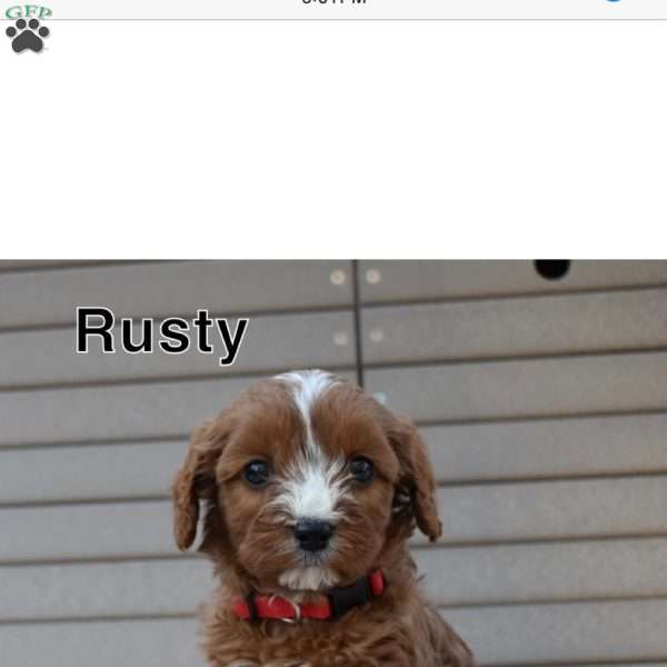 Rusty, Cavapoo Puppy