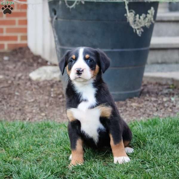 Cassidy, Greater Swiss Mountain Dog Puppy