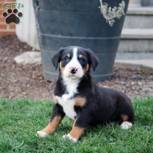 Cassidy, Greater Swiss Mountain Dog Puppy