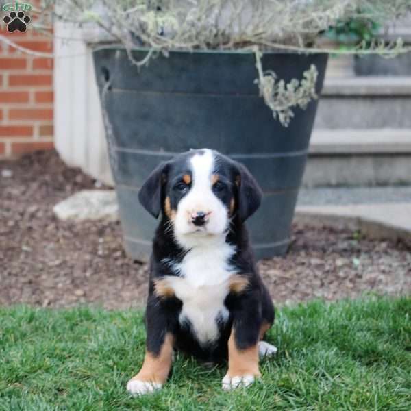 Clyde, Greater Swiss Mountain Dog Puppy