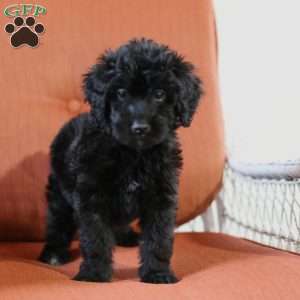 Mary, Aussiedoodle Puppy