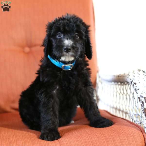 Max, Aussiedoodle Puppy