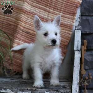Bella, West Highland Terrier Puppy