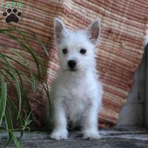Bella, West Highland Terrier Puppy
