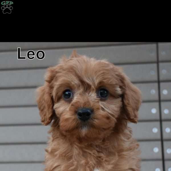 Leo, Cavapoo Puppy