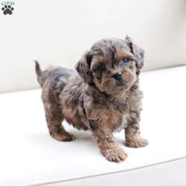 Willow, Shih-Poo Puppy