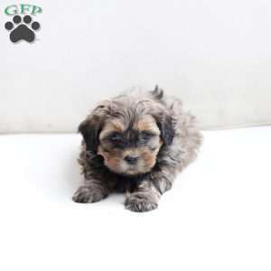 Bailey, Shih-Poo Puppy