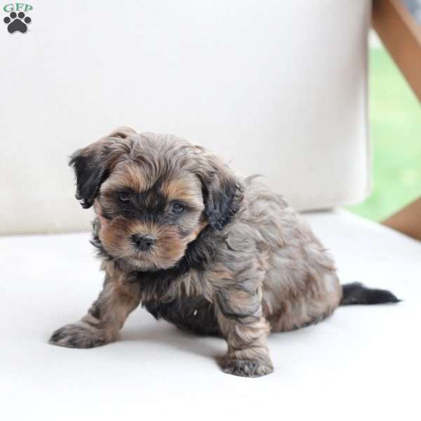 Bailey, Shih-Poo Puppy