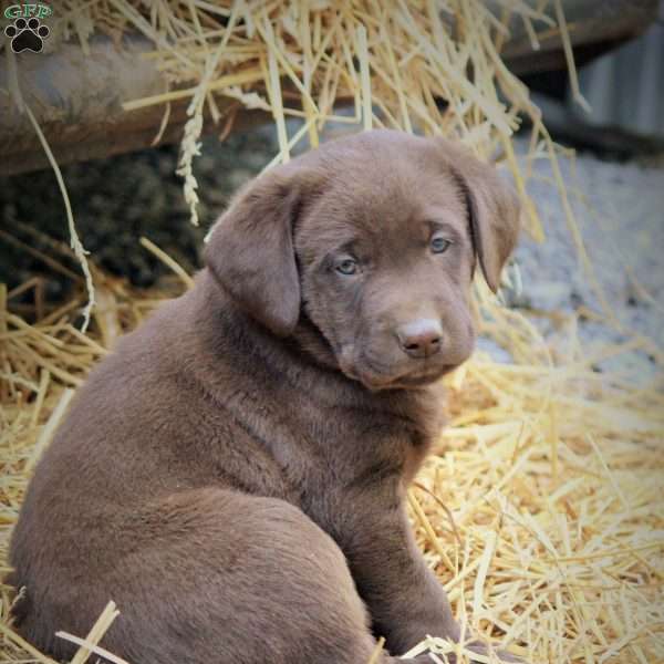 Hunter, Chocolate Labrador Retriever Puppy