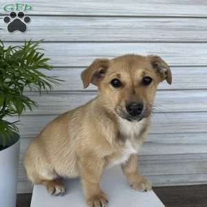 Corgi shepherd mix for hot sale sale