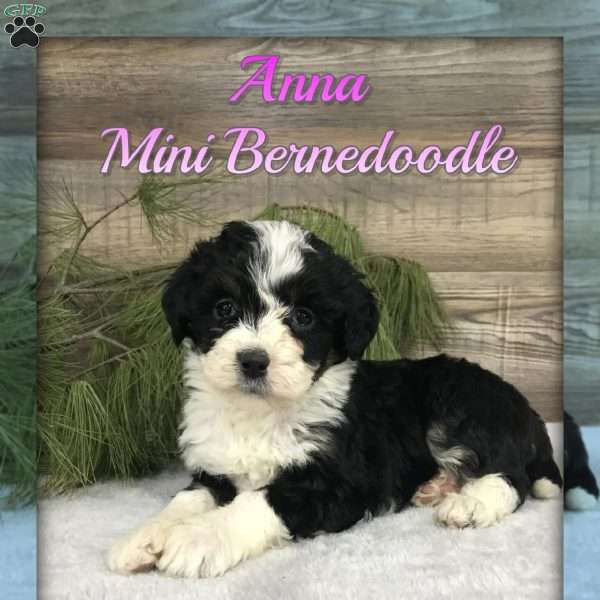 Anna, Mini Bernedoodle Puppy