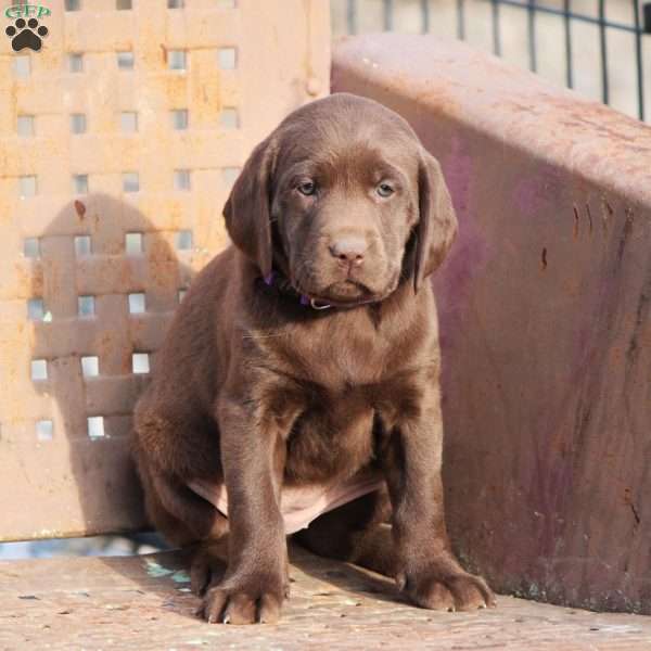 Bailey, Chocolate Labrador Retriever Puppy