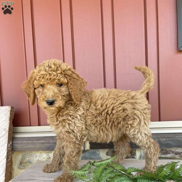 Mikey, Standard Poodle Puppy