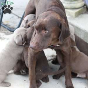 Hunter, Chocolate Labrador Retriever Puppy