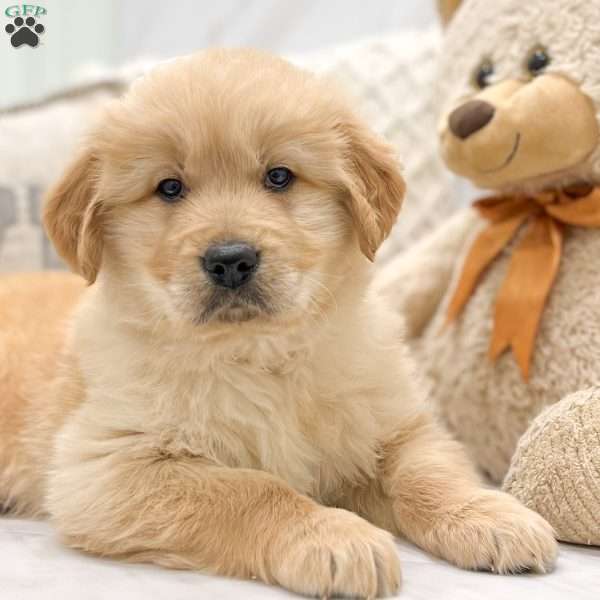 Otis, Golden Retriever Puppy