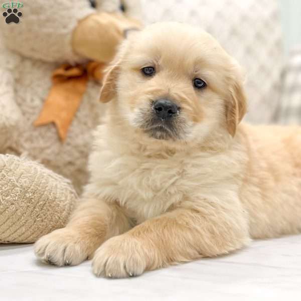 Oliver, Golden Retriever Puppy