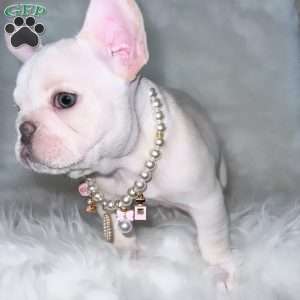 Royal, French Bulldog Puppy