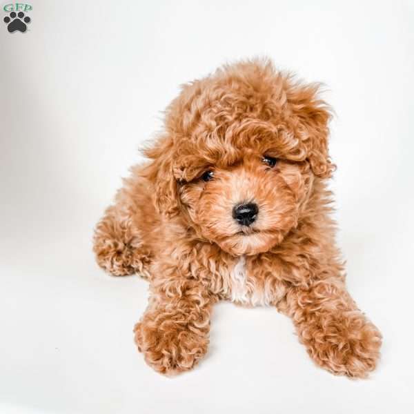 Chloe, Miniature Poodle Puppy